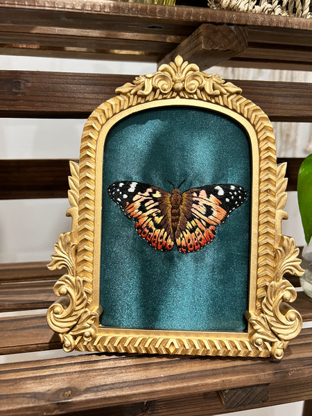 Painted Lady Framed