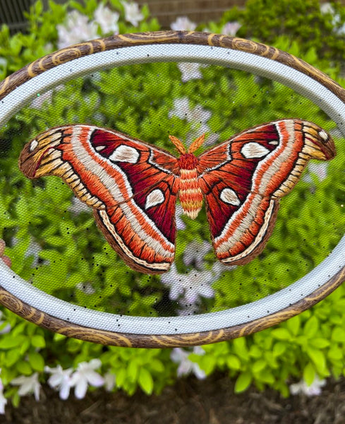 Atlas Moth