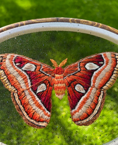 Atlas Moth