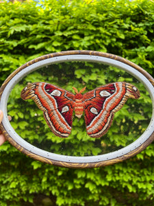 Atlas Moth