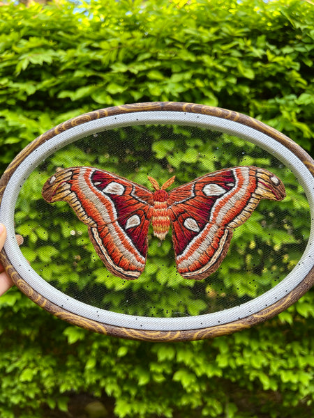 Atlas Moth